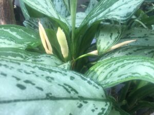 アグラオネマ　シルバークイーン