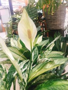 スパティフィラム　ミコ