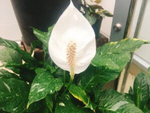 スパティフィラム　ドミノ