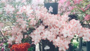 ザクセンスター