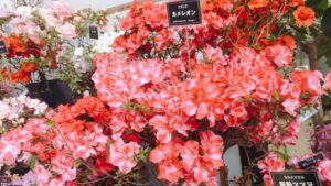 アザレア　カメレオン