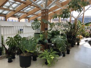 2階ホールカラーリーフ