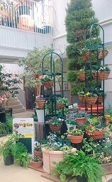 春のパンジー・ヴィオラ展　スタート