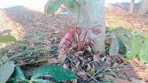 クリスマスローズ