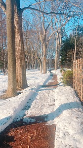 園路の雪
