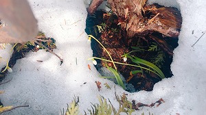 スノードロップ