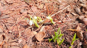 スノードロップ