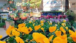 パンジー・ヴィオラ展