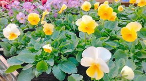 キャラメルホワイトゴールデン