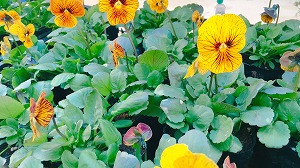 ビオラタイガーアイイエロー