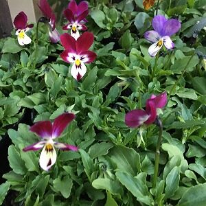 カシスキュート