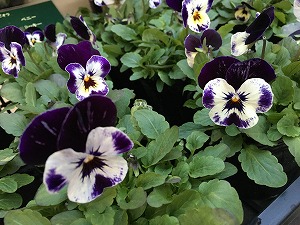 ビオラペニーミッキー