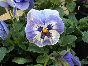 パンジー　マリーナ