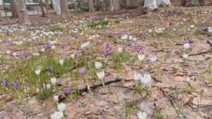 樹木園クロッカス