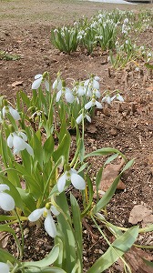スノードロップ