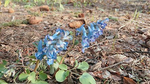 エゾエンゴサク