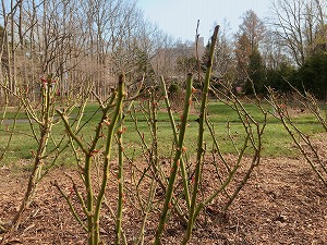 バラ園のようす