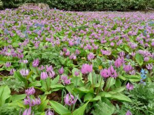 紅紫色で花弁が反り返って咲くカタクリと青紫色のエゾエンゴサク