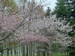緑のセンター裏サクラ
