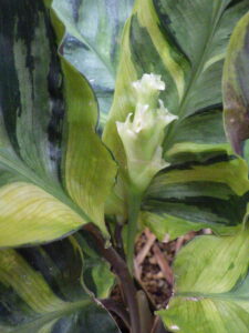 カラテア’メダリオン’