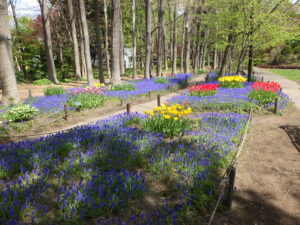 0508ムスカリの小径 の様子