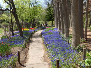 0508ムスカリの小径の様子