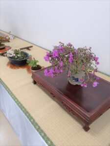 シダレエゾムラサキツツジの席