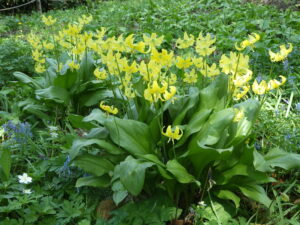 20220512キバナカタクリ’パゴタ’