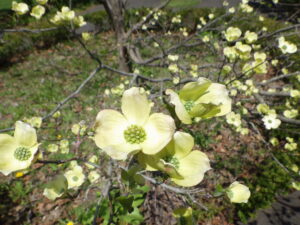 20220512ハナミズキ