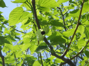 20220512ハンカチノキ