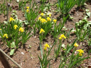 20220512三寸あやめ（黄花）