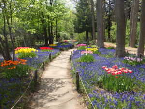 R4ムスカリの小径のチューリップ