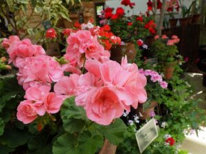 ピンクのゼラニウムアップ写真