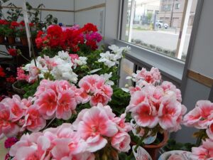 販売品ゼラニウム