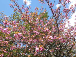 緑のセンター横ヤエザクラ咲き始め