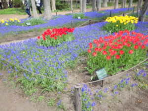 ムスカリの小径のチューリップ