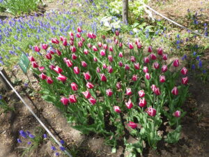 ムスカリの小径チューリップ‘ラマンチャ’