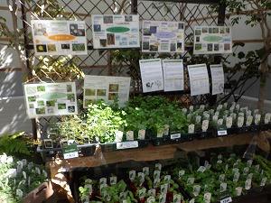 ハーブコーナー