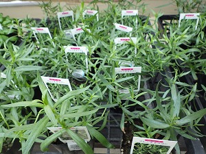 フレンチタラゴン