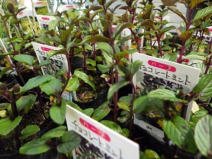 チョコレートペパーミント