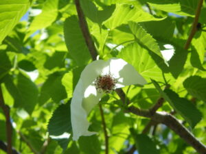 ハンカチノキの花　アップ