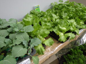 レタス、ブロッコリー、セロリの苗