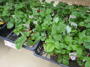 ワイルドストロベリー