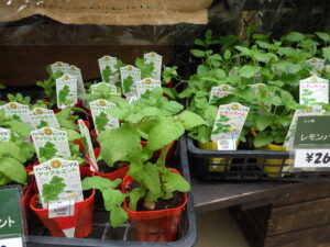 アップルミントとレモンバーム