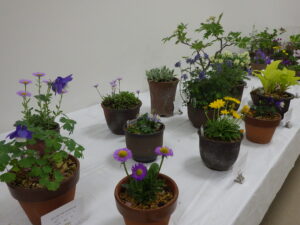 山野草展　展示