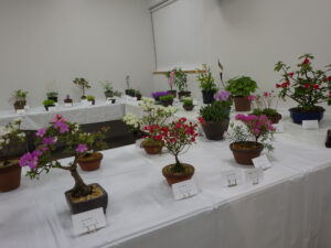 山野草展　展示2