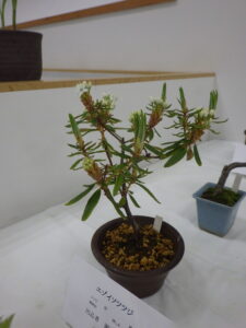 エゾイワツツジ