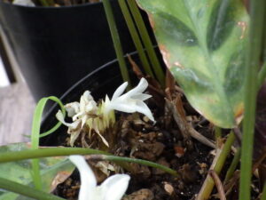 カラテアの白い花