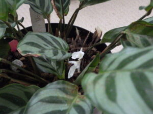 カラテアの白い花2