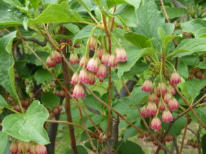 サラサドウダンツツジ 